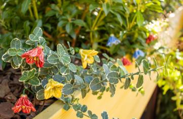 Warum Keramikblumen statt frischer Blumen wählen?
