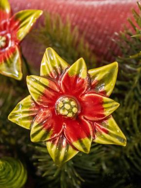 Weihnachtsstern - Rot