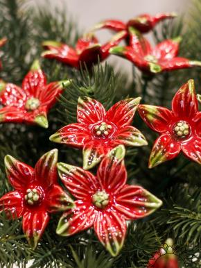 Sternblume