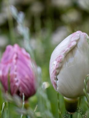 Tulpe - Weiß