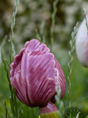 Tulpe - Rosa