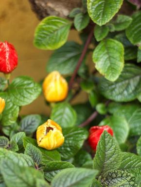 Tulpe - Gelb
