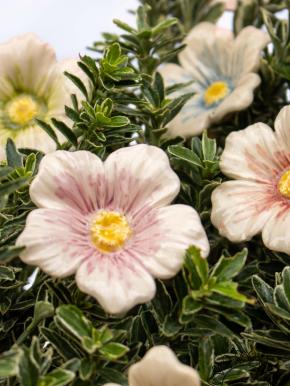 Kirschblüte - Rosa