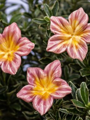 Mirabilis - Rosa