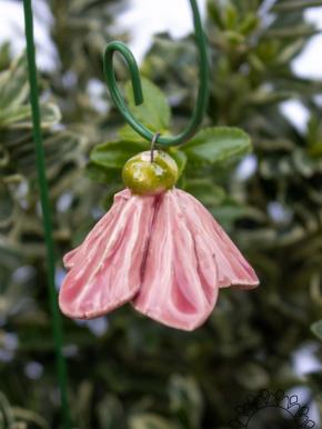 Mini Hängende Glockenblume - Rosa