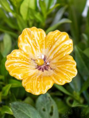 Hibiskus - Gelb
