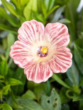 Hibiskus - Rosa