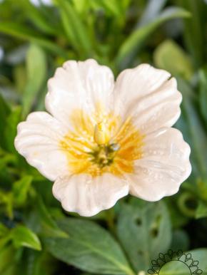 Hibiskus - Weiß