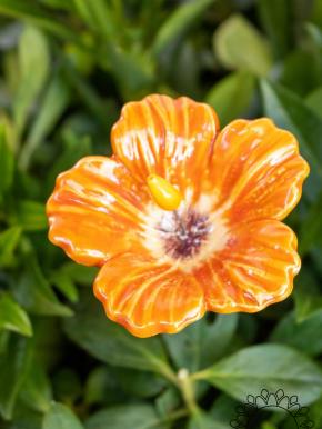 Hibiskus - Orange