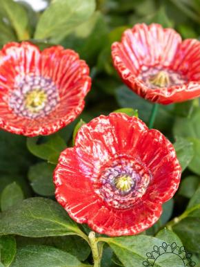 Kleiner Gartenmohn - Rot