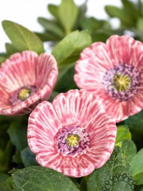 Kleiner Gartenmohn - Rosa