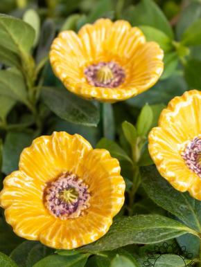 Kleiner Gartenmohn - Gelb