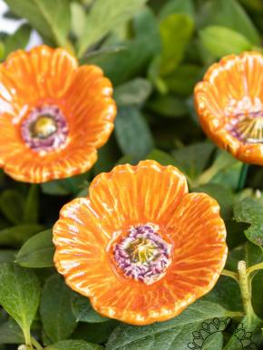 Kleiner Gartenmohn - Orange