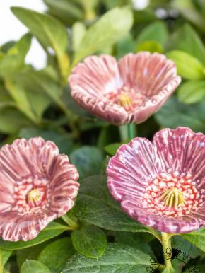 Kleiner Gartenmohn - Lila