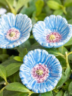 Kleiner Gartenmohn - Hellblau