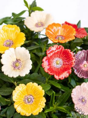 Gartenmohn