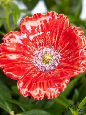 Gartenmohn - Rot
