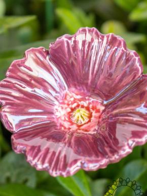 Gartenmohn - Lila