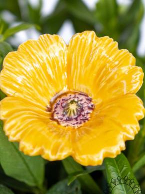 Gartenmohn - Gelb