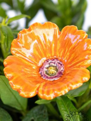 Gartenmohn - Orange