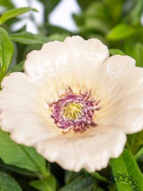 Gartenmohn - Weiß