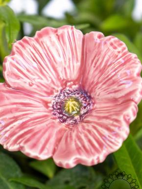 Gartenmohn - Rosa