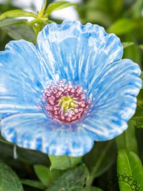 Gartenmohn - Hellblau