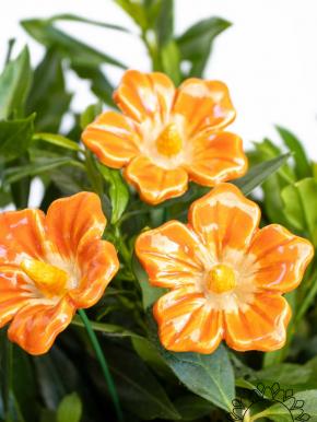 Kleine Malve - Orange