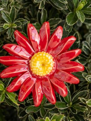Magerwiesen Margerite - Rot