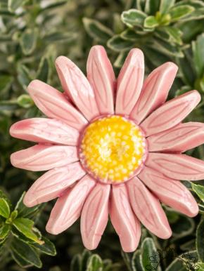Magerwiesen Margerite - Rosa
