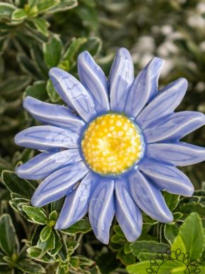 Magerwiesen Margerite - Hellblau