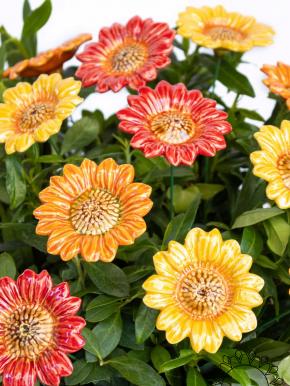 Dekor Sonnenblume
