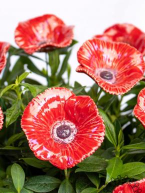 Mohnblume