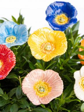 Türkischer Mohn