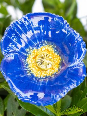 Türkischer Mohn - Dunkelblau