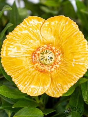 Türkischer Mohn - Gelb