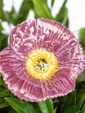 Türkischer Mohn - Lila