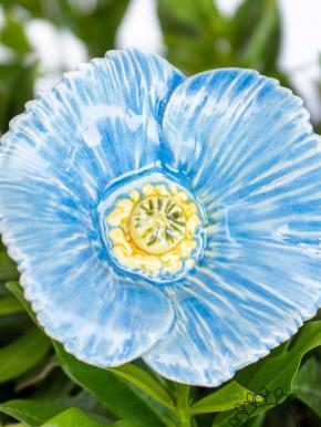 Türkischer Mohn - Hellblau