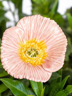Türkischer Mohn - Hellrosa
