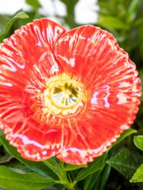 Türkischer Mohn - Rot