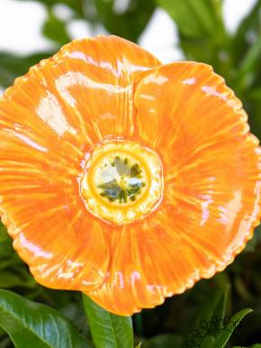 Türkischer Mohn - Orange