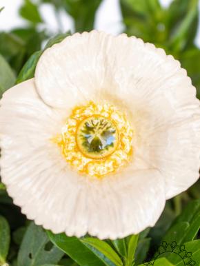 Türkischer Mohn - Weiß