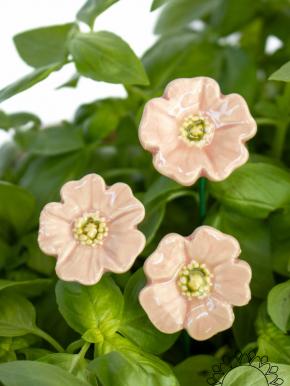 Mini Mohnblume - Hellrosa