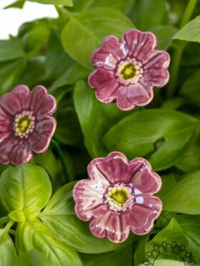 Mini Mohnblume - Lila