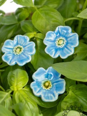 Mini Mohnblume - Hellblau