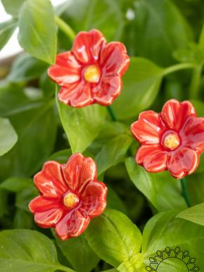 Primula - Rot