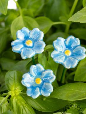 Primula - Hellblau