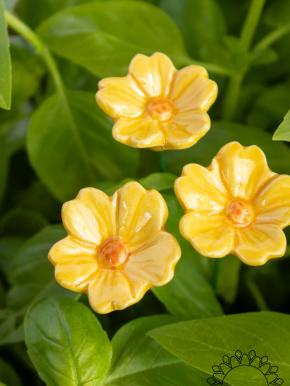 Primula - Gelb