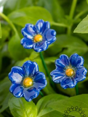 Primula - Blau