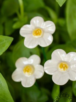Erdbeere Blüte - Weiß